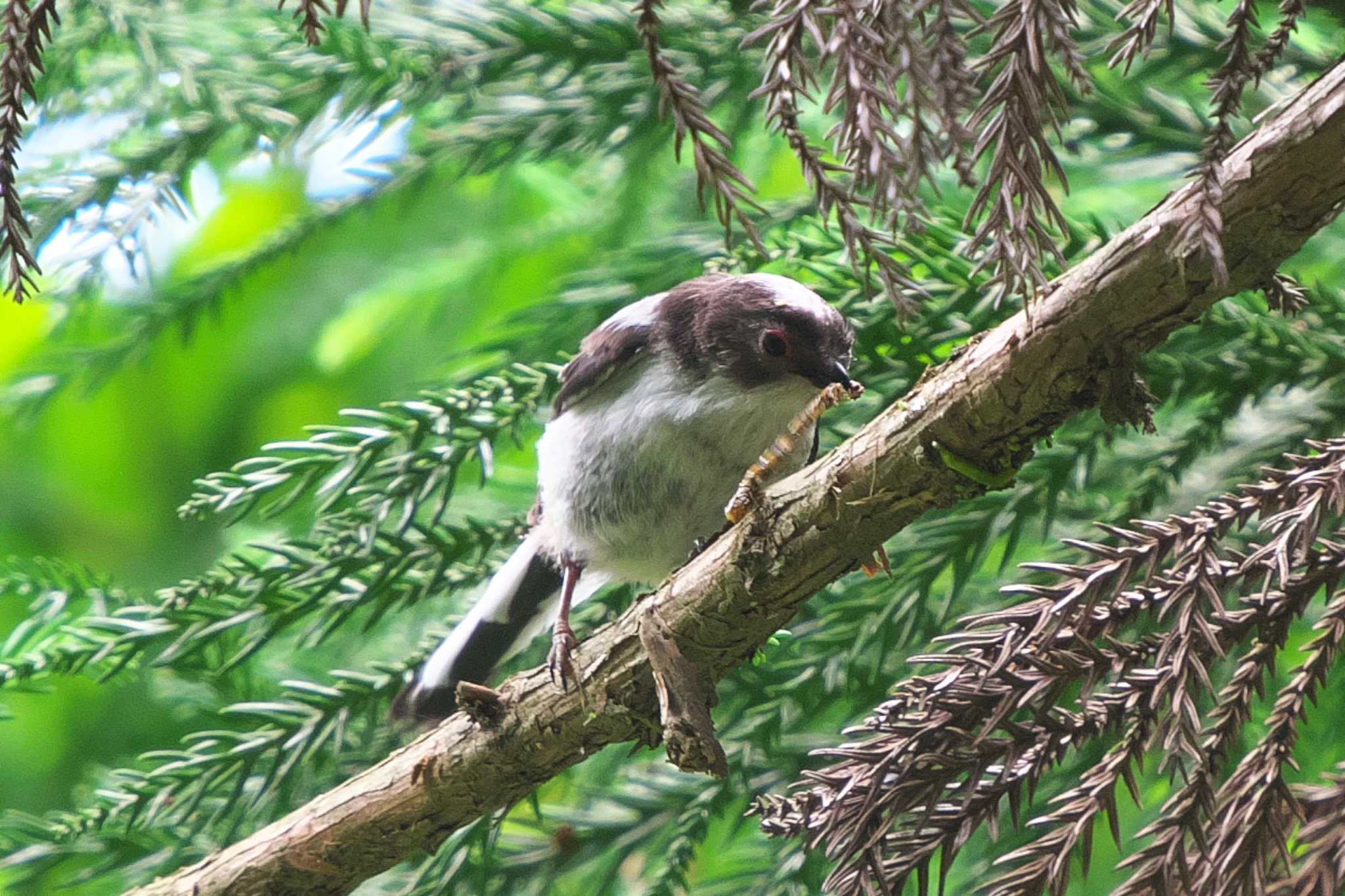 Photo of Long-tailed Tit at Moritogawa by Y. Watanabe