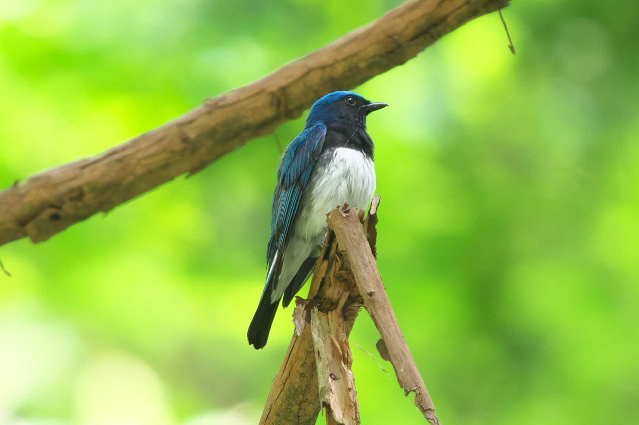 Blue-and-white Flycatcher