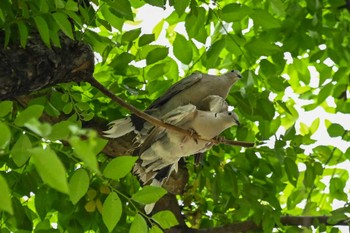 Eurasian Collared Dove 埼玉県 Fri, 5/26/2023