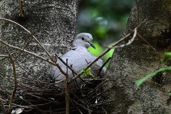 Eurasian Collared Dove 埼玉県 Fri, 5/26/2023