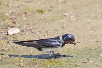 ツバメ 旧芝離宮恩賜庭園 2023年5月1日(月)