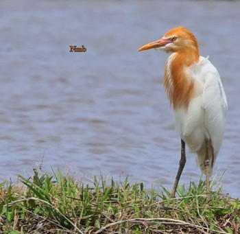 Eastern Cattle Egret Unknown Spots Unknown Date