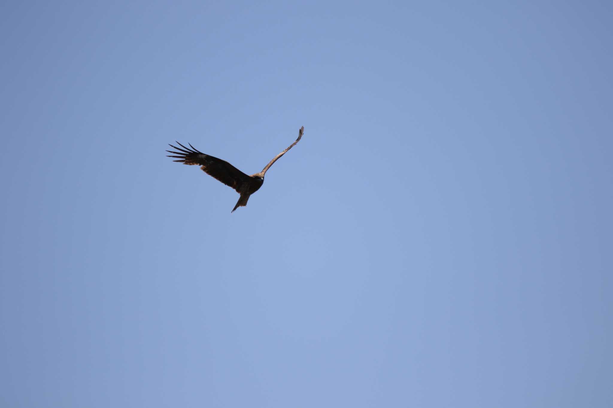 Black Kite