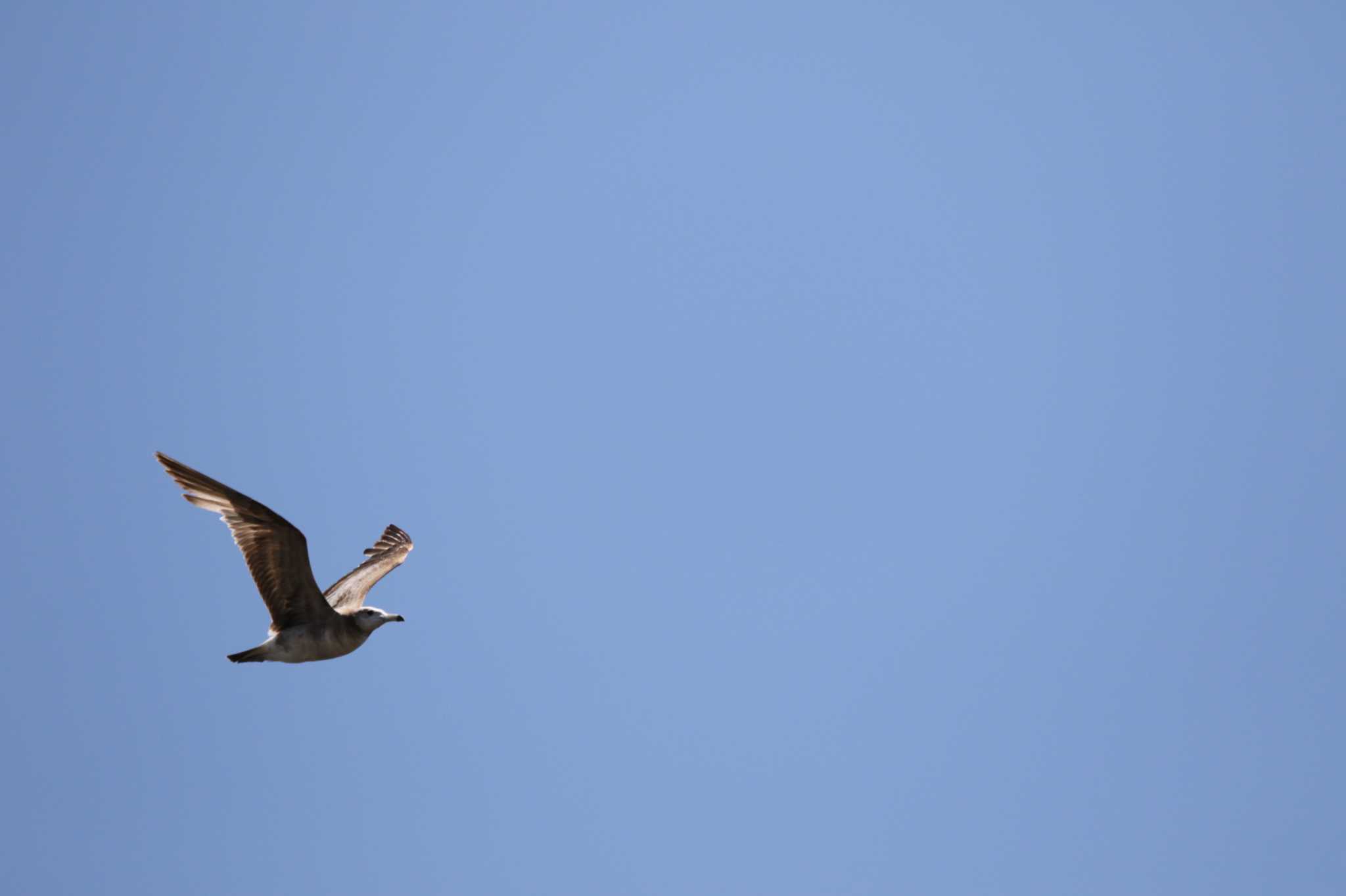 Photo of Black-tailed Gull at 酒匂川河口 by Tak4628