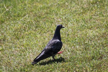 Rock Dove 酒匂川河口 Wed, 5/24/2023