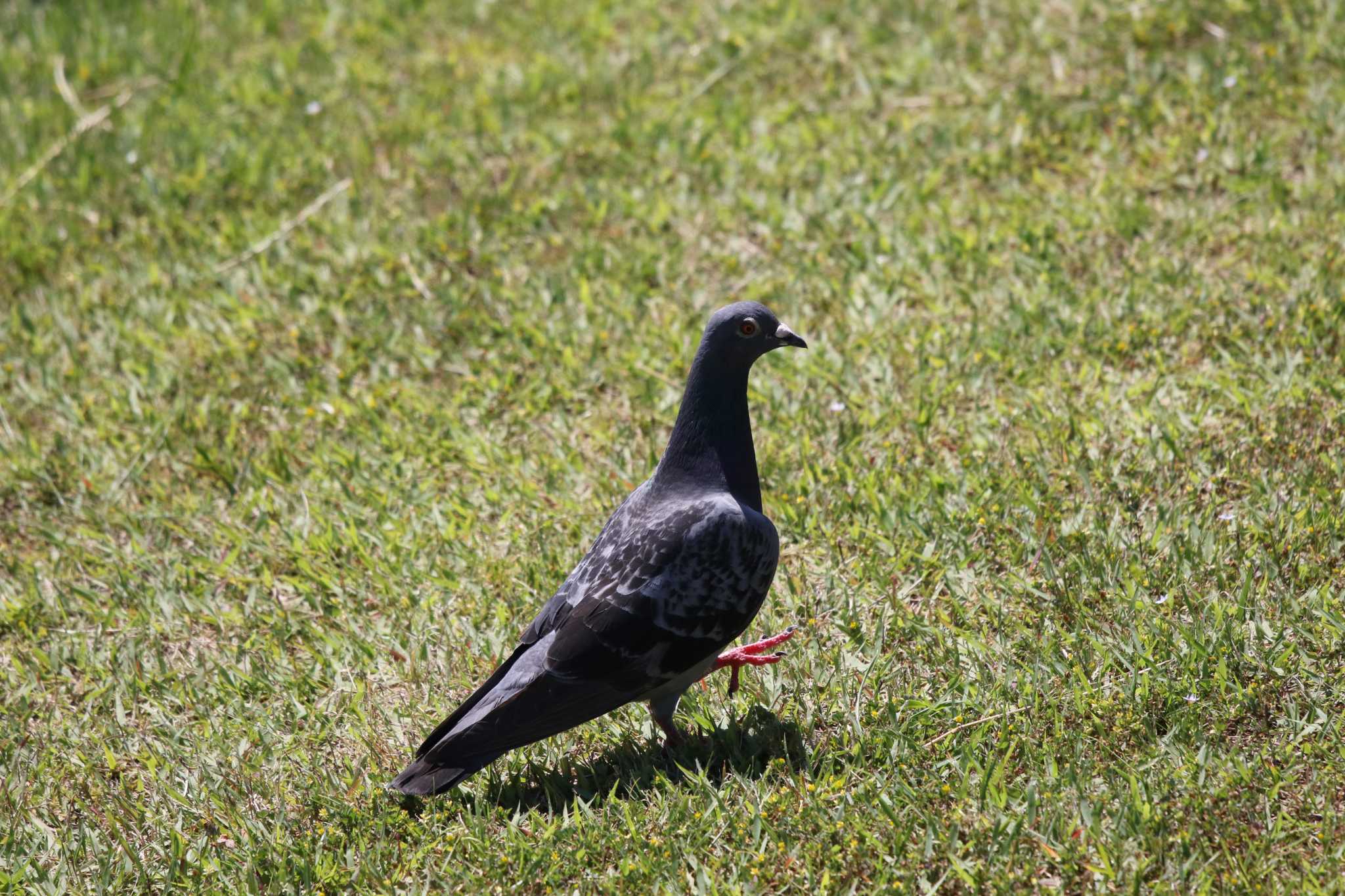 Photo of Rock Dove at 酒匂川河口 by Tak4628