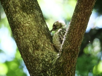 コゲラ 秩父 2023年5月24日(水)