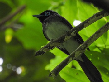 Black Paradise Flycatcher 弥彦神社 Fri, 5/26/2023