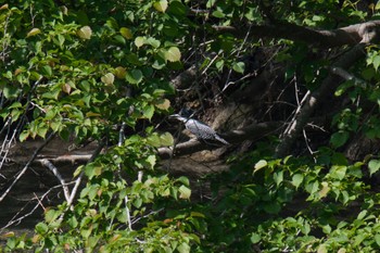 Crested Kingfisher Unknown Spots Thu, 5/18/2023
