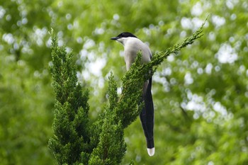 Azure-winged Magpie 東京 Thu, 5/25/2023