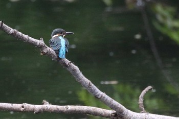 カワセミ 大沼公園(北海道七飯町) 2018年7月8日(日)