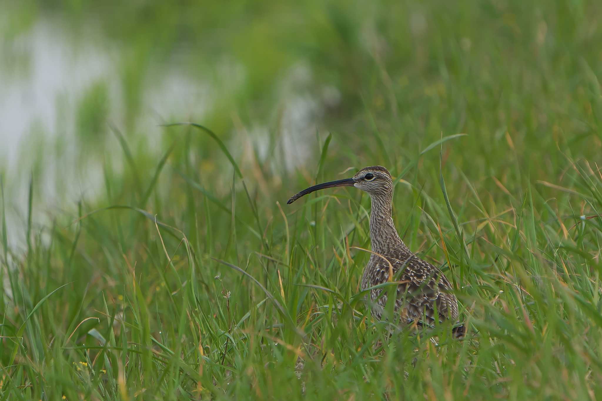 Photo of Eurasian Whimbrel at 神戸市西区 by 禽好き