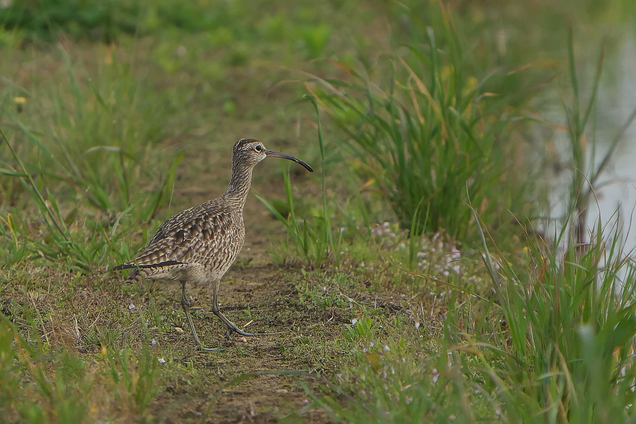 Photo of Eurasian Whimbrel at 神戸市西区 by 禽好き