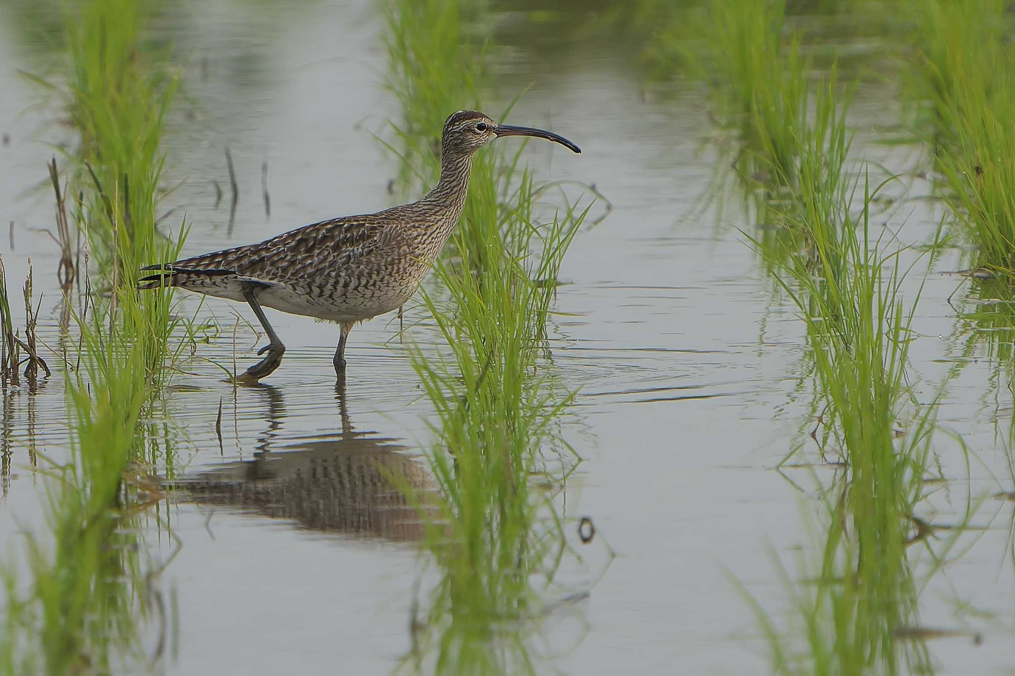 Photo of Whimbrel at 神戸市西区 by 禽好き