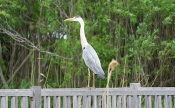 Grey Heron 東屯田川遊水地 Sun, 5/21/2023