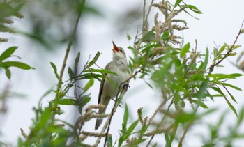 Oriental Reed Warbler 東屯田川遊水地 Sun, 5/21/2023