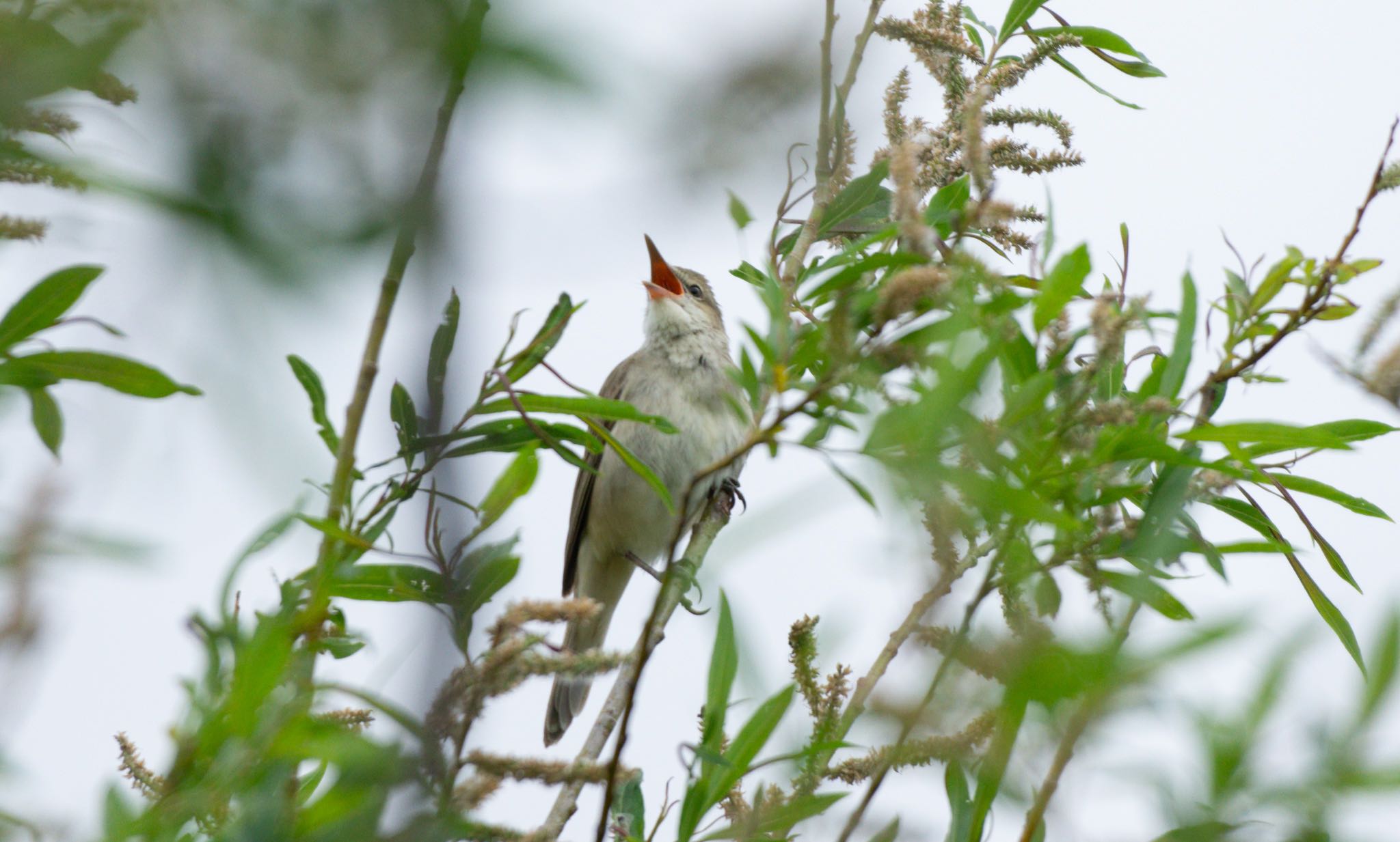 Photo of Oriental Reed Warbler at 東屯田川遊水地 by マルCU