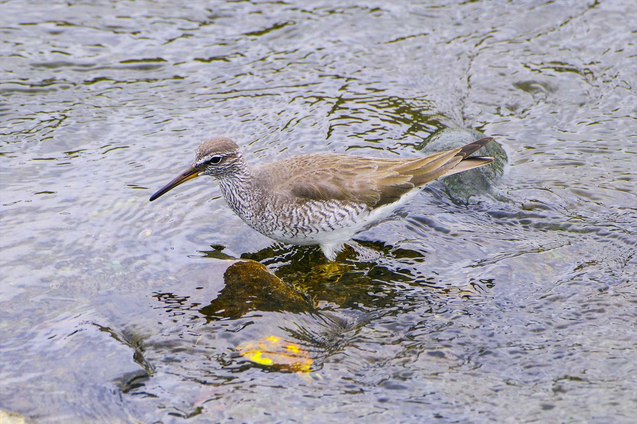 Photo of Grey-tailed Tattler at 玉川(厚木市) by BW11558