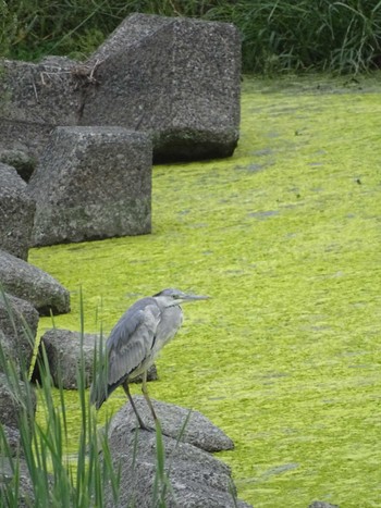 アオサギ 多摩川 2023年5月26日(金)