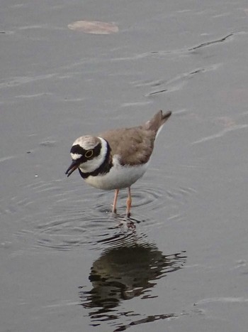 Little Ringed Plover 多摩川 Fri, 5/26/2023