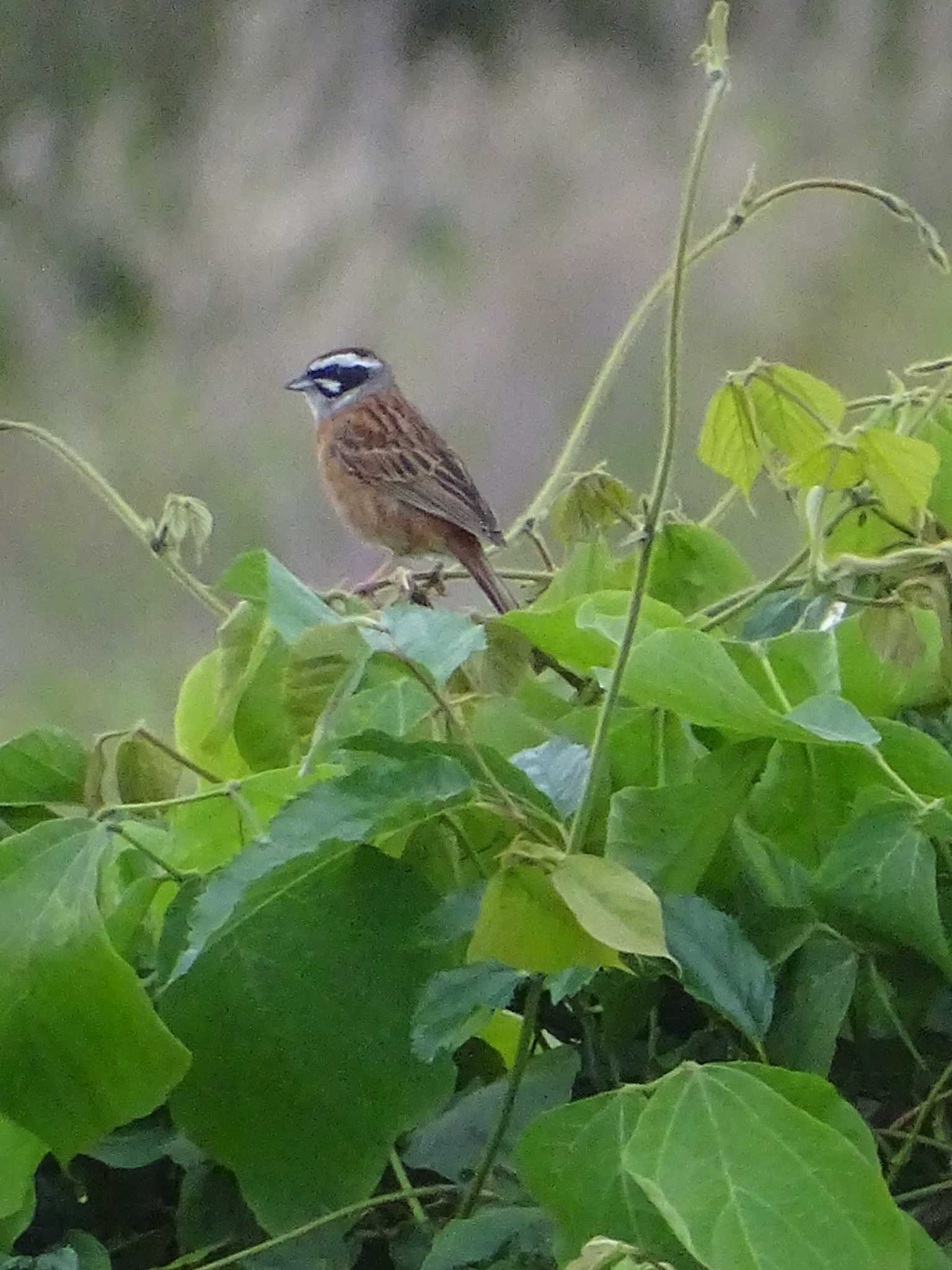 Photo of Meadow Bunting at 多摩川 by poppo