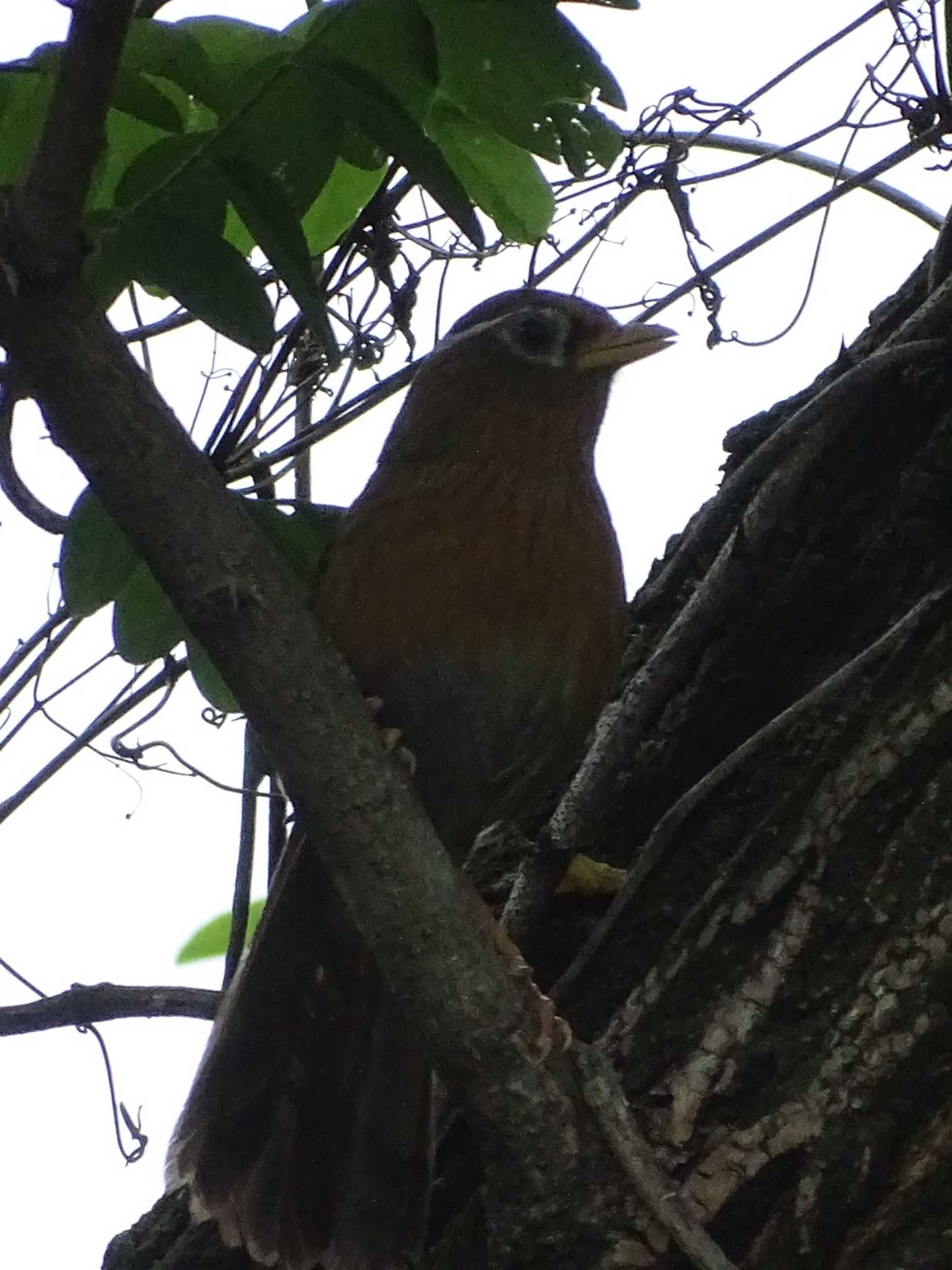 ガビチョウ