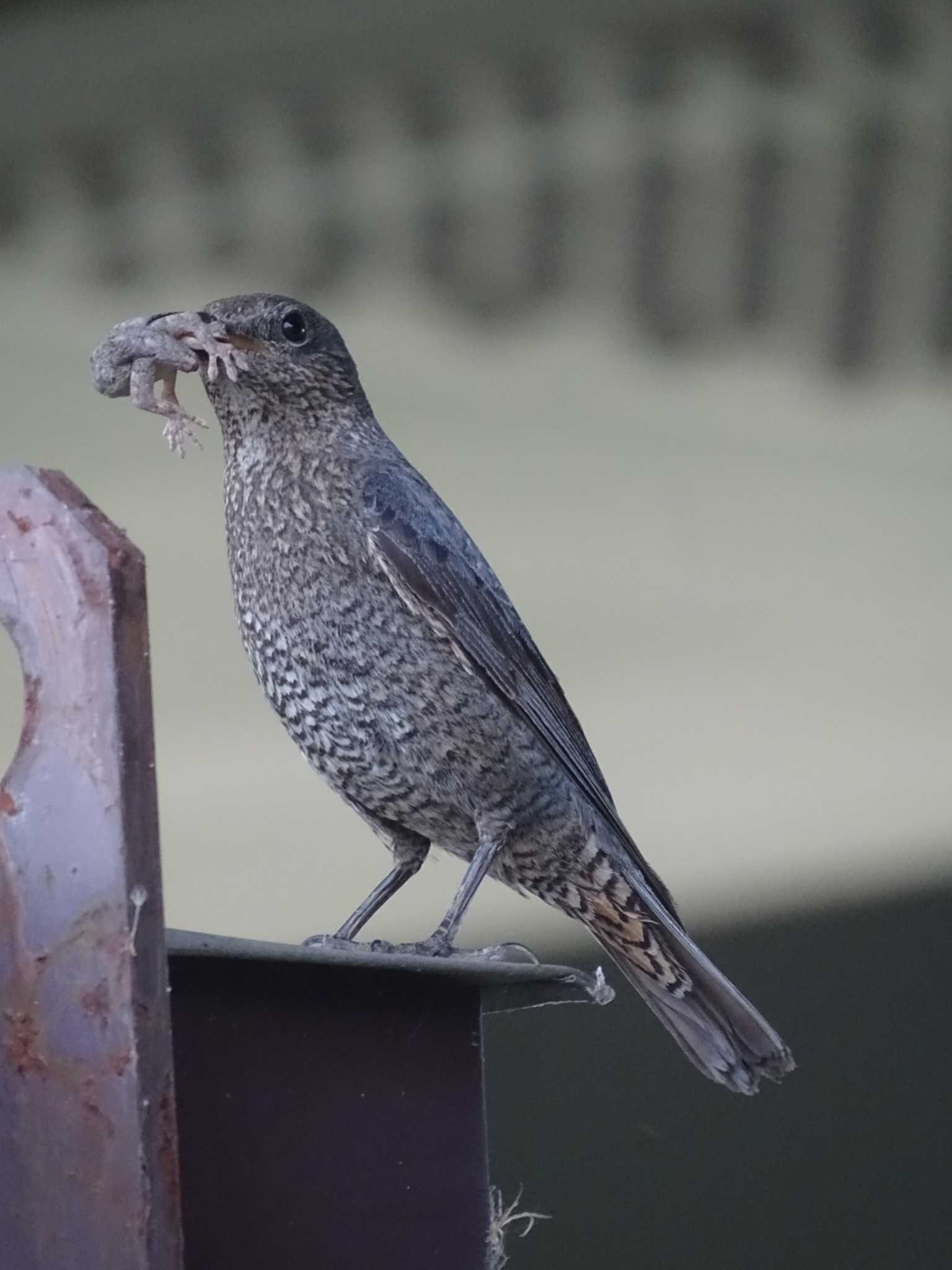 Blue Rock Thrush