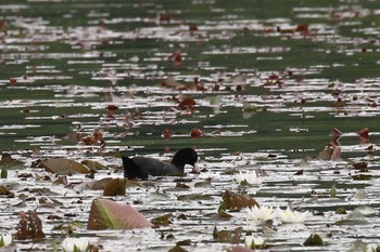 オオバン 大沼公園(北海道七飯町) 2018年7月8日(日)