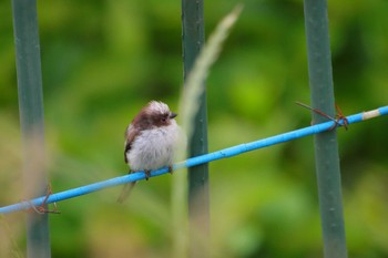 Long-tailed Tit 近所 Fri, 5/26/2023