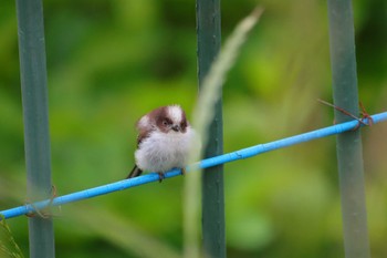 Long-tailed Tit 近所 Fri, 5/26/2023