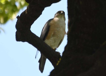 2023年5月24日(水) 洗足池(大田区)の野鳥観察記録