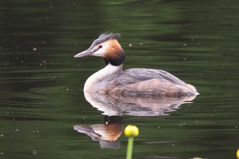 カンムリカイツブリ 大沼公園(北海道七飯町) 2018年7月8日(日)