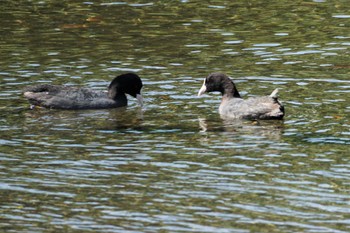 Eurasian Coot 江津湖 Sat, 5/20/2023