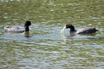 Eurasian Coot 江津湖 Sat, 5/20/2023