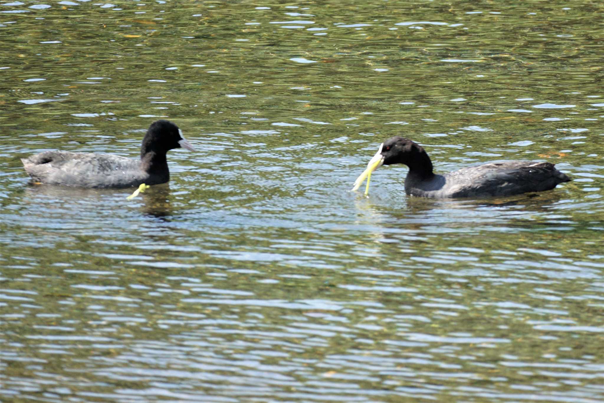 Eurasian Coot