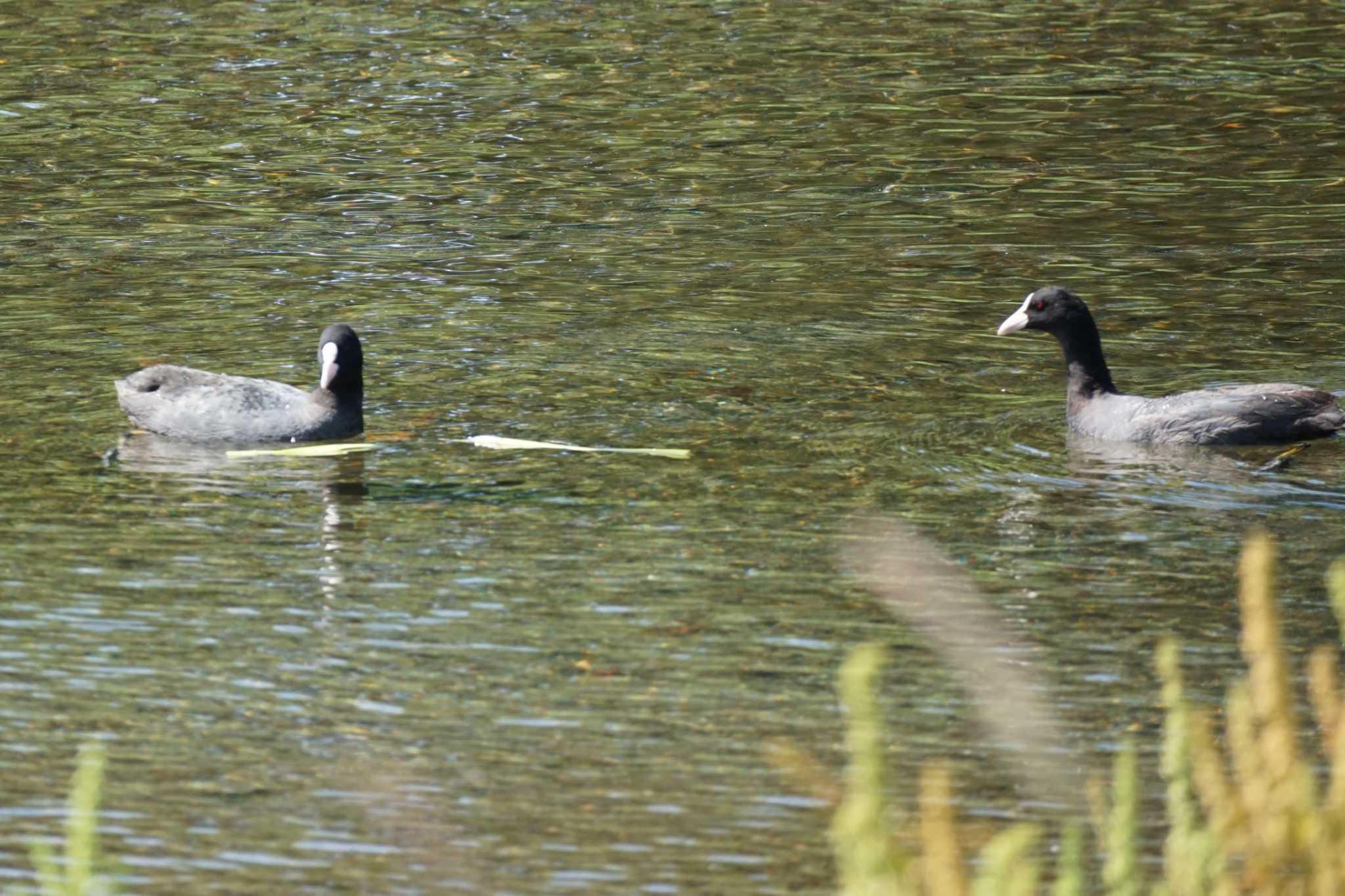 Eurasian Coot