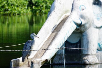 Grey Heron 江津湖 Sat, 5/20/2023