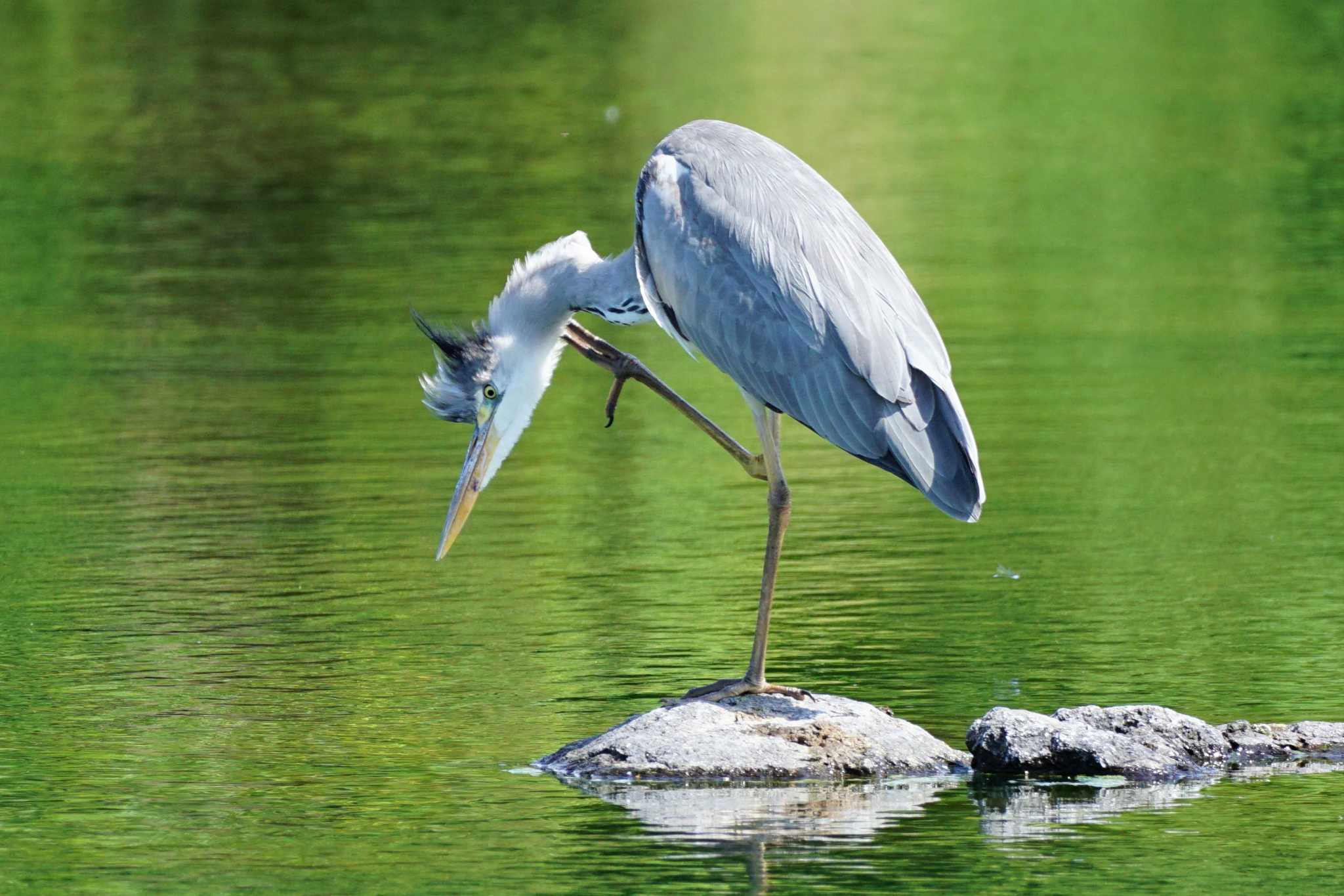 Grey Heron