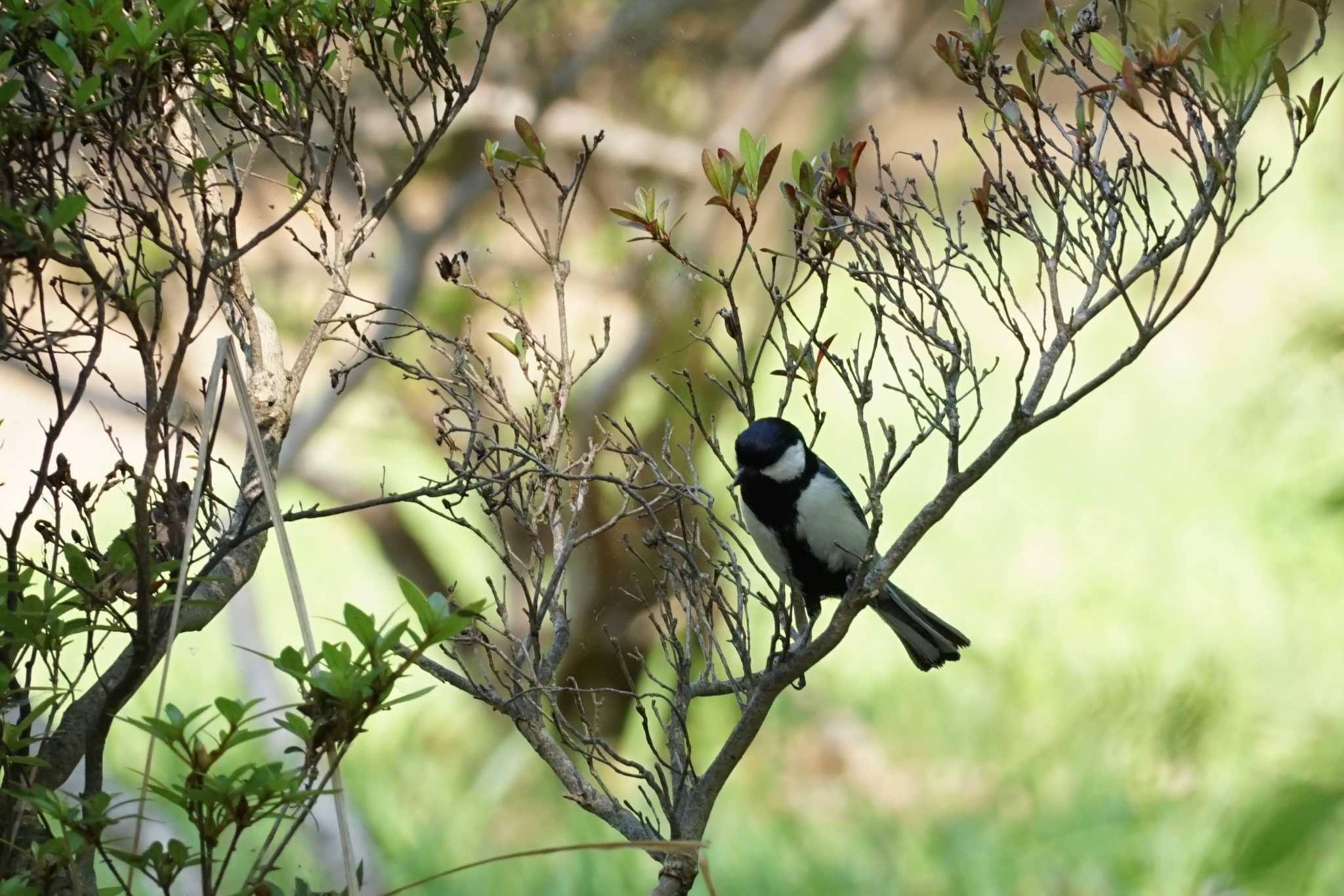 Japanese Tit