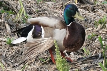 2023年5月12日(金) 江津湖の野鳥観察記録