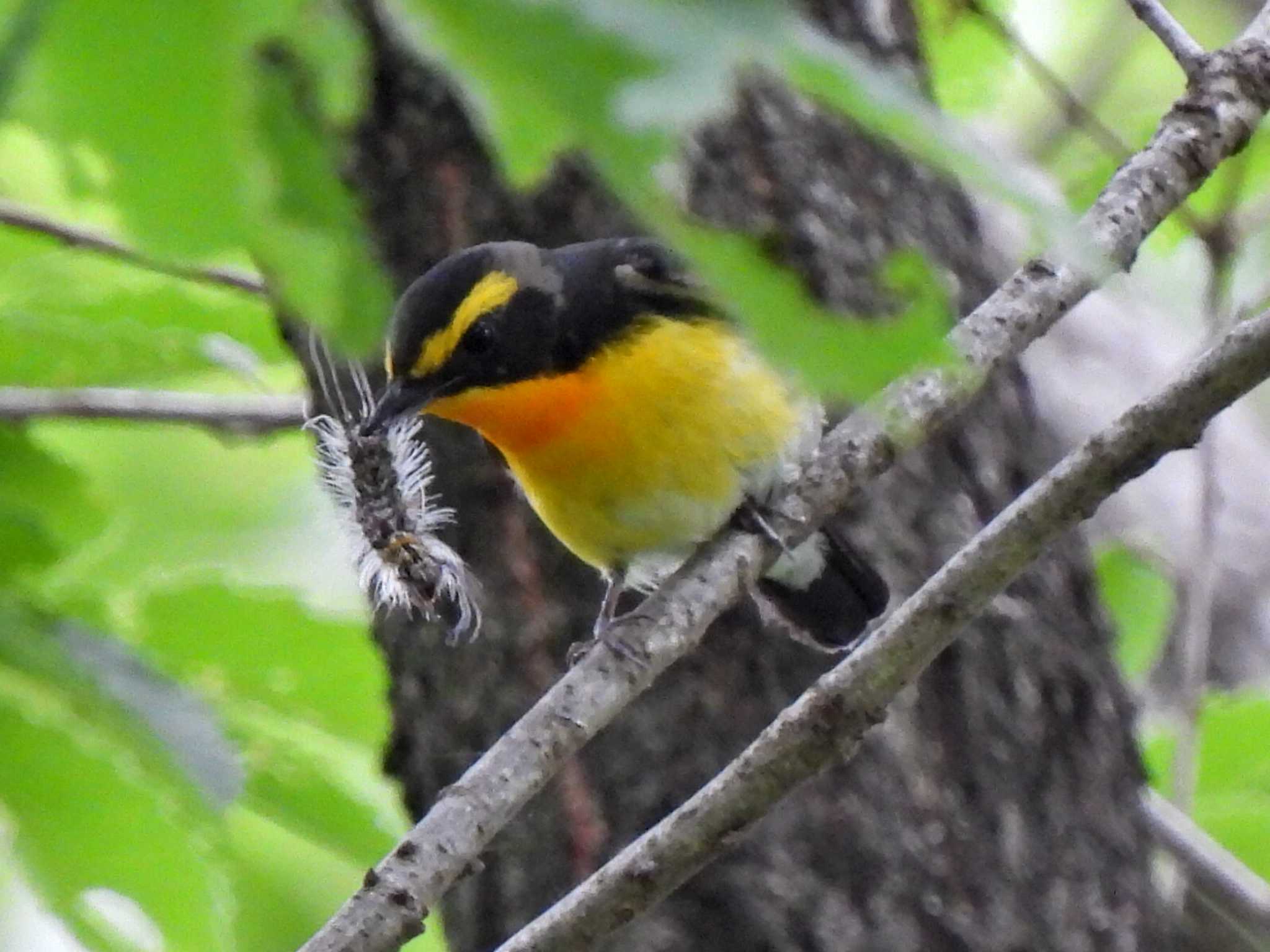 Photo of Narcissus Flycatcher at 日本ラインうぬまの森 by 寅次郎