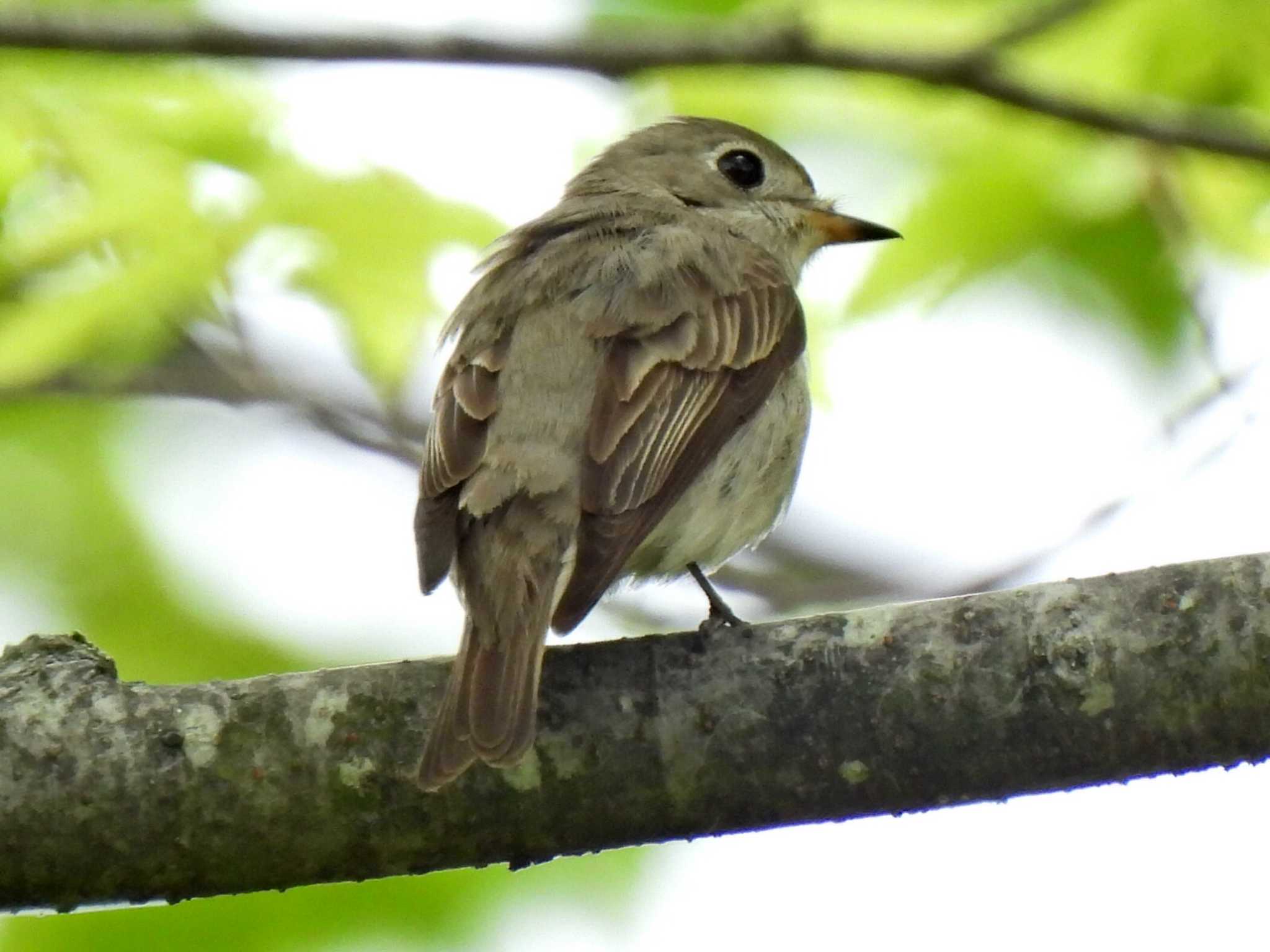 Photo of Asian Brown Flycatcher at 日本ラインうぬまの森 by 寅次郎