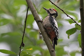 エゾアカゲラ 大沼公園(北海道七飯町) 2018年7月8日(日)