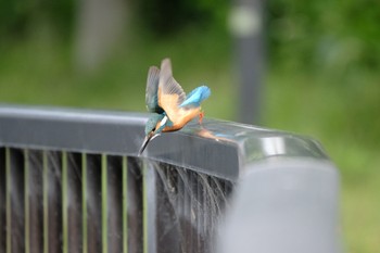 Common Kingfisher 門池公園 Thu, 5/25/2023