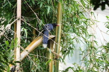 Taiwan Blue Magpie 陽明山前山公園 Thu, 5/18/2023