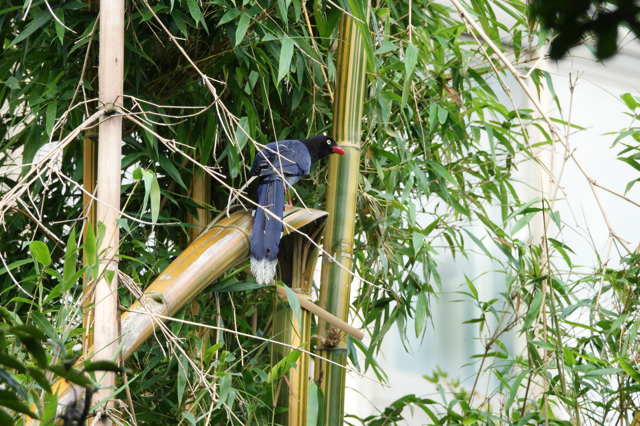 Photo of Taiwan Blue Magpie at 陽明山前山公園 by のどか