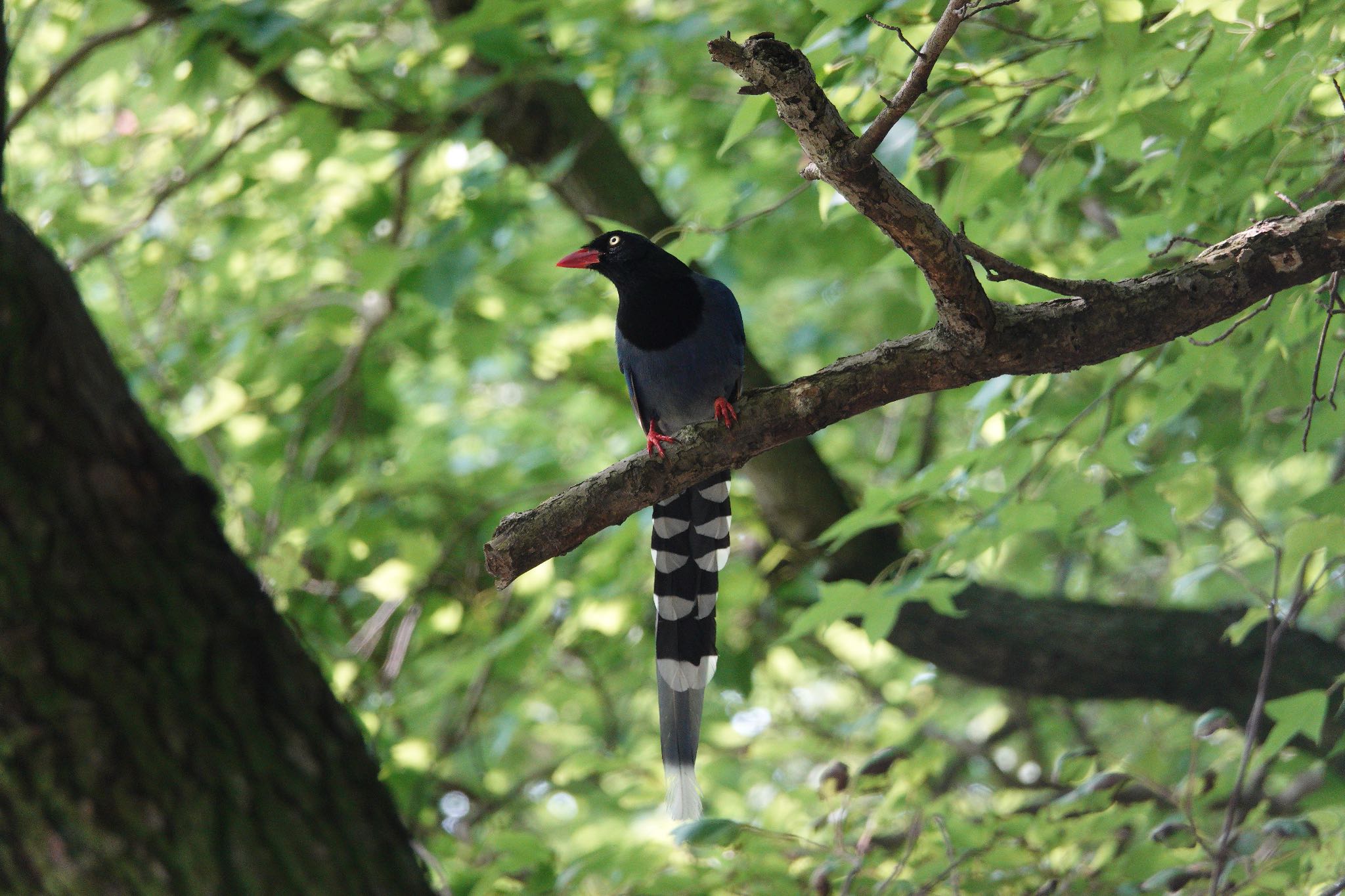 Photo of Taiwan Blue Magpie at 陽明山前山公園 by のどか