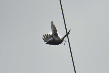 Black Drongo Kaeng Krachan National Park Sun, 6/10/2018