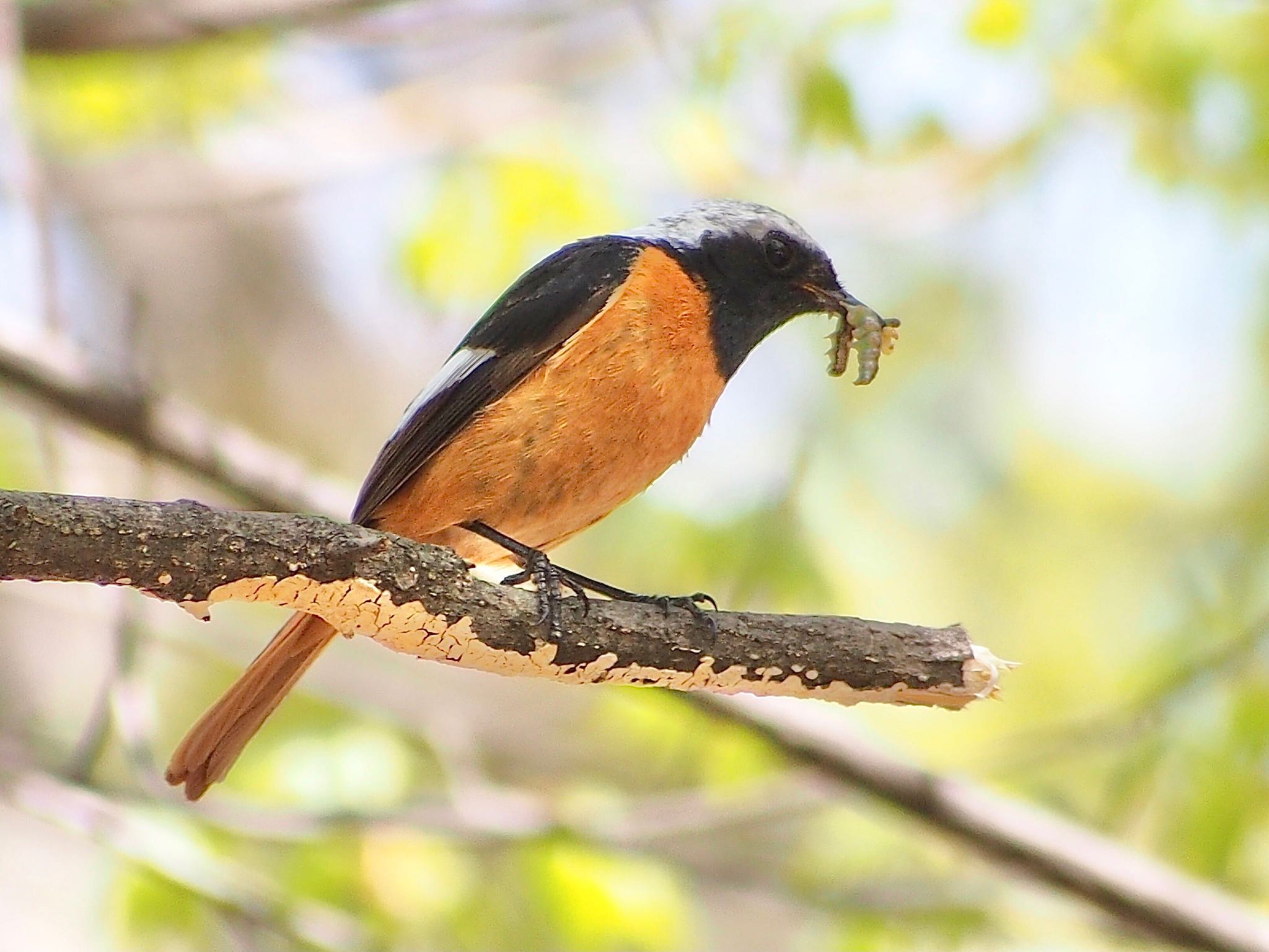 Daurian Redstart