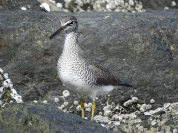 キアシシギ 東京港野鳥公園 2023年5月25日(木)